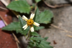 Tridax procumbens