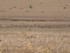 Oreopholus ruficollis