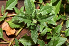 Tridax procumbens