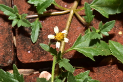 Tridax procumbens