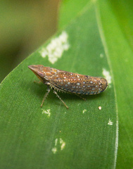 Scaphytopius acutus