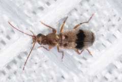 Notoxus desertus