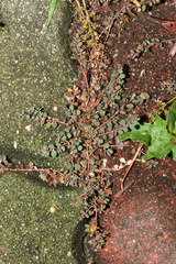 Euphorbia thymifolia