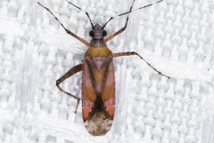 Phytocoris roseus