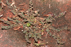 Euphorbia thymifolia