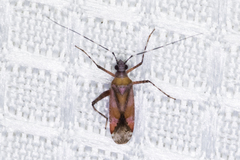 Phytocoris roseus