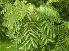 Juglans nigra