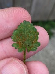 Synchytrium australe