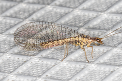 Eremochrysa punctinervis