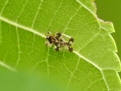 Corythucha juglandis