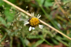 Tridax procumbens