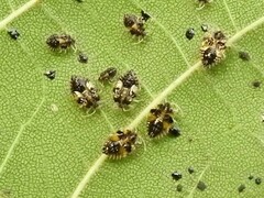 Corythucha juglandis