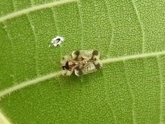 Corythucha juglandis