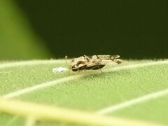 Corythucha juglandis