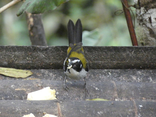 Black-winged Saltator (Saltator atripennis), photo 1