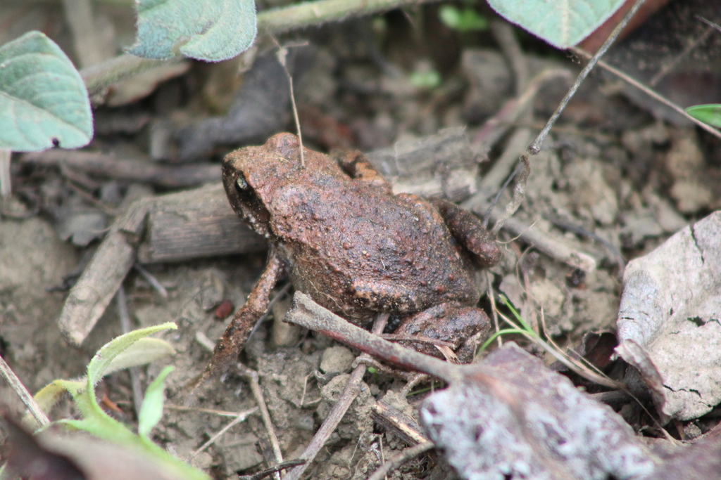 Eleutherodactylus grandis from Cd. de México, México on July 3, 2018 at