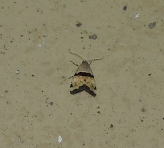 Cobubatha lixiva