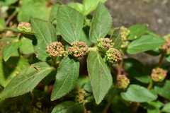 Euphorbia hirta