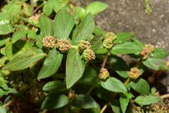 Euphorbia hirta