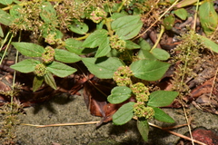Euphorbia hirta