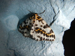 Abraxas grossulariata