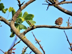 Lagonosticta senegala rendalli