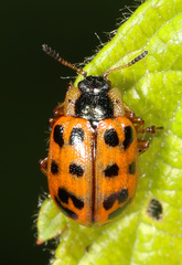 Chrysomela mainensis