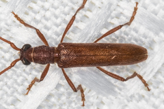 Aneflomorpha lineare