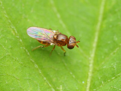 Thaumatomyia pulla