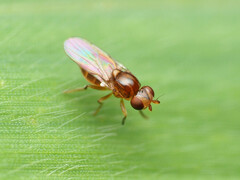 Thaumatomyia pulla