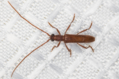 Aneflomorpha lineare