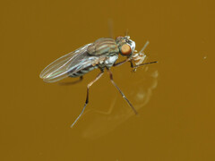 Brachydeutera argentata