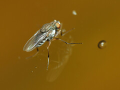 Brachydeutera argentata