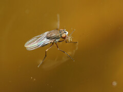 Brachydeutera argentata