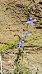 Lobelia anatina