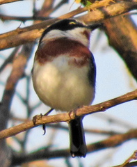 Batis molitor molitor