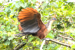 Opisthocomus hoazin