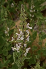 Stachys rigida rigida