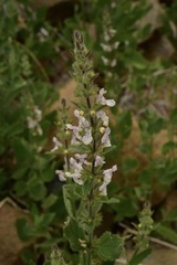 Stachys rigida rigida