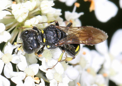 Ectemnius borealis