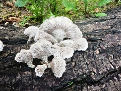 Schizophyllum