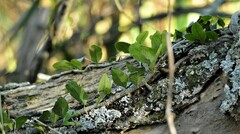 Microgramma squamulosa