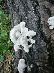 Schizophyllum