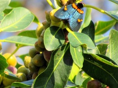 Ficus natalensis