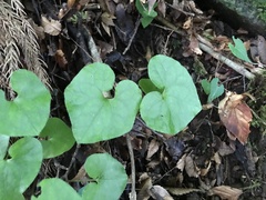 Asarum caulescens