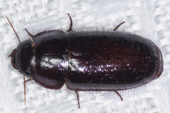 Pseudomorpha