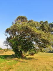 Ficus natalensis