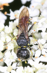 Ectemnius borealis