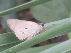 Suastus gremius