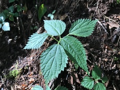 Urtica thunbergiana